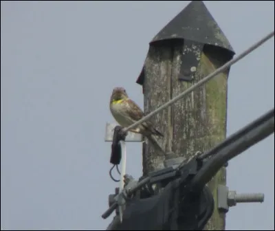 Quelle est cette espèce ?