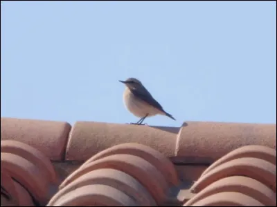 Quelle est cette espèce ?