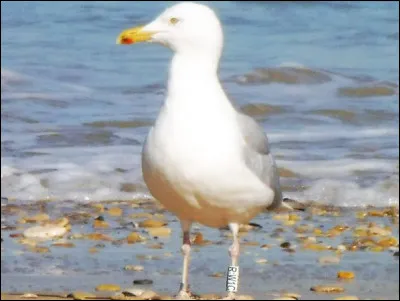 Quelle est cette espèce ?