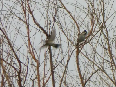 Quelle est cette espèce ?