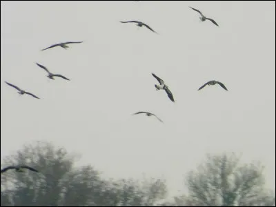 Quelle est cette espèce ?