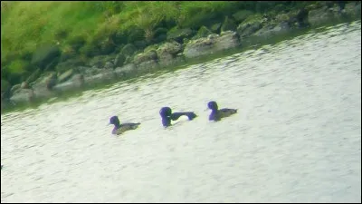 Quelle est cette espèce ?