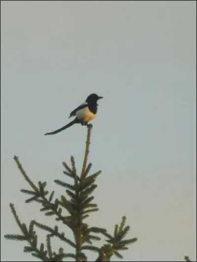 Quelle est cette espèce ?