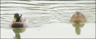 Quelle est cette espèce ?