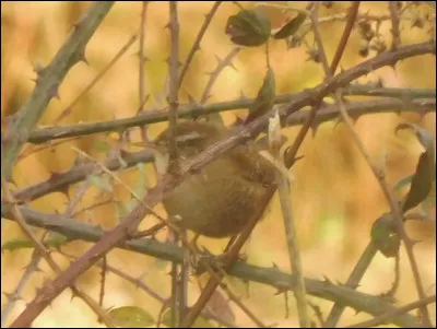 Quelle est cette espèce ?
