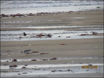 Quelles sont ces espèces ?