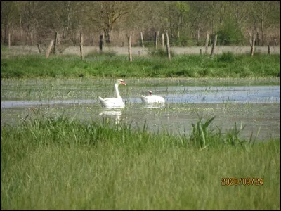 Quelle est cette espèce ?