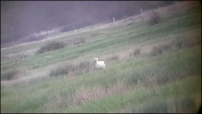 Quelle est cette espèce ?