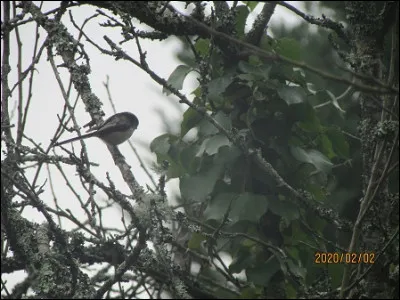 Quelle est cette espèce ?