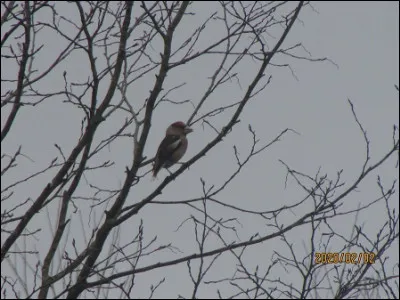 Quelle est cette espèce ?