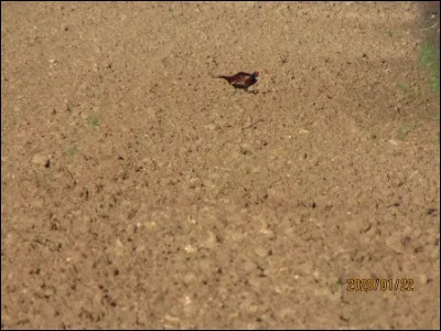 Quelle est cette espèce ?