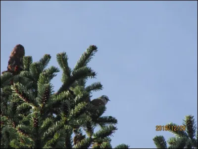 Quelle est cette espèce ?
( pensez au milieu naturel )