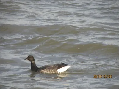 Quelle est cette espèce ?