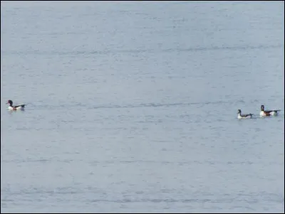 Quelle est cette espèce ?