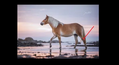 Comment se nomme cette partie ?