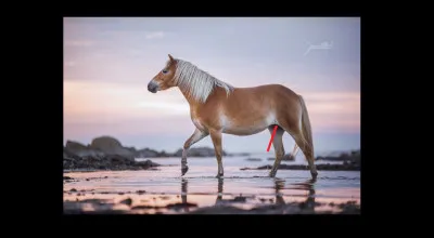 Comment se nomme cette partie ?