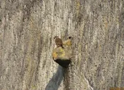 Quiz Quizz ornithologique niveau 3