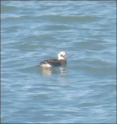 Quelle est cette espèce ?