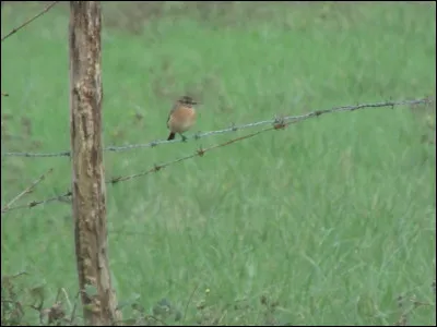 Quelle est cette espèce ?
