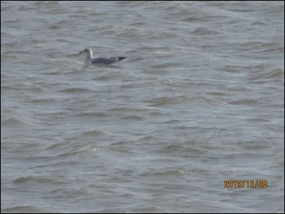 Quelle est cette espèce ?