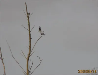 Quelle est cette espèce ?