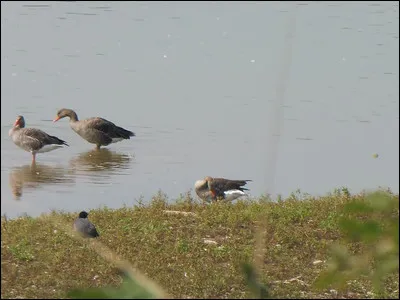 Quelle son ces espèces ?