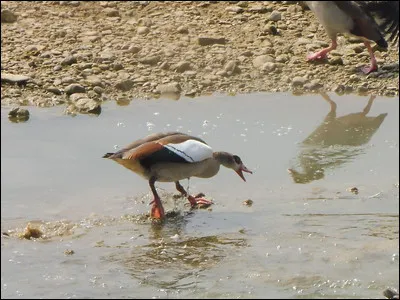 Quelle est cette espèce ?
