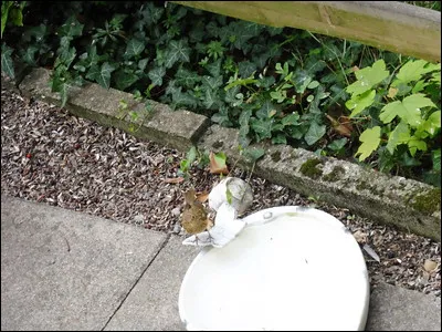 Quelle est cette espèce ?