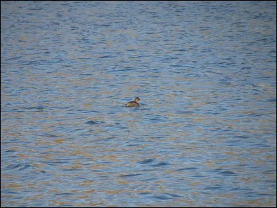 Quelle est cette espèce ?