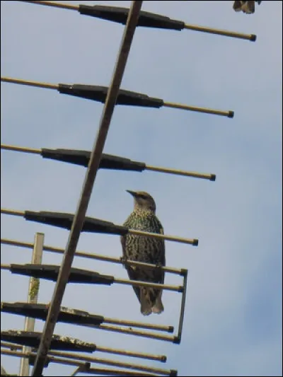Quelle est cette espèce ?