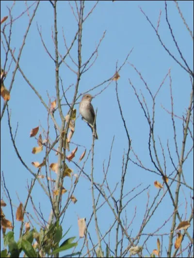 Quelle est cette espèce ?