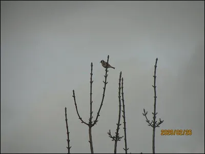 Quelle est cette espèce ?