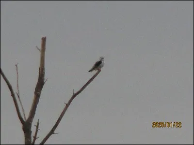 Quelle est cette espèce ?