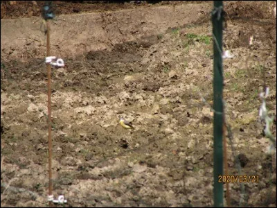 Quelle est cette espèce ?