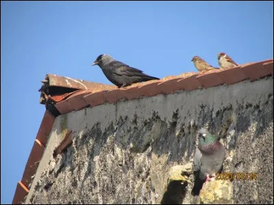 Quelles sont ces espèces ?