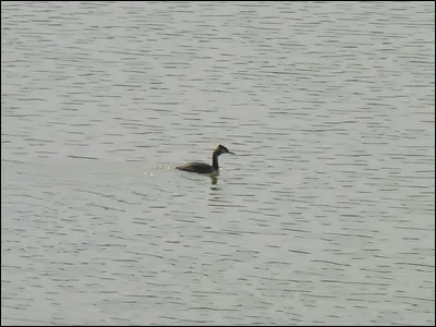 Quelle est cette espèce ?