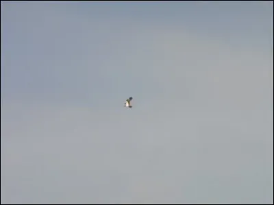 Quelle est cette espèce ?