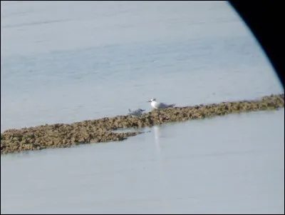 Quelle est cette espèce ?