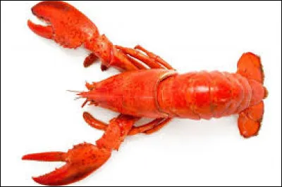 Il nous vient de la planète Decapod 10 !