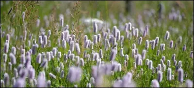 Lesquelles de ces plantes poussent sur le mont Beuvray ?
(3 réponses exactes)