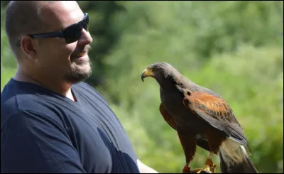 Parmi tous ces oiseaux, lesquels sont présentés chaque été sur le mont Beuvray par les fauconniers Maud et Julien ?