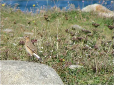 Quelle est cette espèce ?