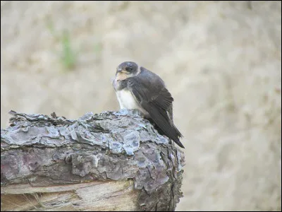 Quelle est cette espèce ?