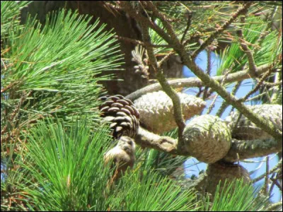 Quelle est cette espèce ?