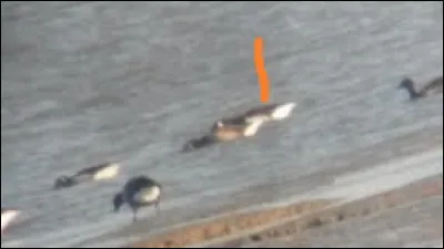 Quelle est cette sous-espèce ?