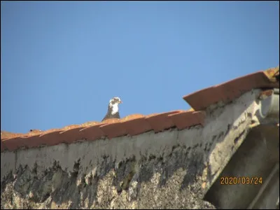 Quelle est cette espèce ?