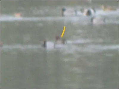 Quel est cet hybride ?
Conseil : regardez la photo de loin et procédez par élimination !