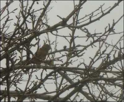 Quelle est cette espèce ?