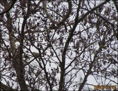 Quelle est cette espèce ?