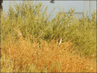 Quelle est cette espèce ?